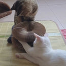 Brinquedo Arranhador Sanfona Mágica para Gatos